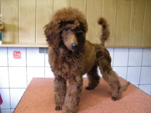 Yvian Zackary (4)
