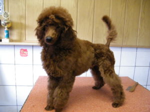Yvian Zackary (6)