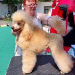Pedigree Elegant iz Mimoletnogo Videnija